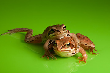 Image showing Frog hug