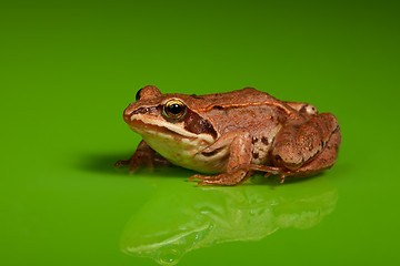 Image showing Frog on the green background