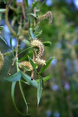 Image showing Weeping willow