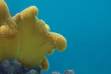 Image showing Coral close-up