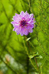 Image showing Dahlia