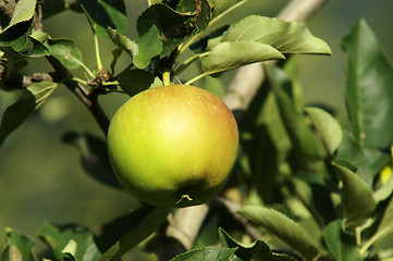 Image showing Green Apple