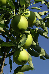 Image showing Apples