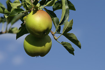 Image showing Apple