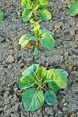 Image showing Cabbage