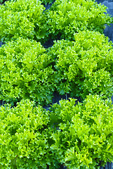 Image showing Leaf Salad