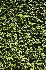 Image showing common english ivy