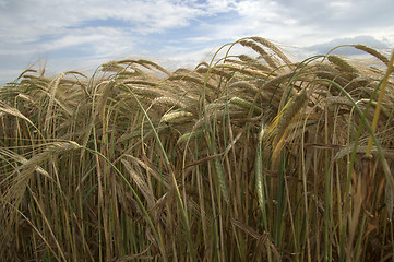 Image showing Ripening grain