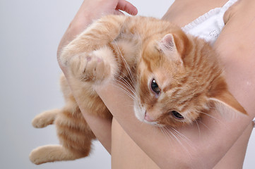 Image showing Red kitten