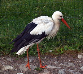 Image showing His Majesty Stork