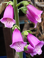 Image showing foxgloves closeup and detailed