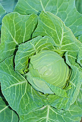 Image showing Cabbage