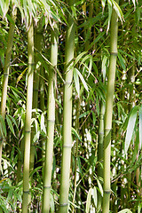 Image showing Bamboo Forest in Japanese Garden