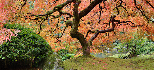 Image showing Old Japanese Maple Tree in Fall Panorama