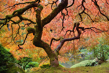 Image showing Old Japanese Maple Tree in Fall