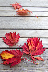 Image showing Fall Maple Leaves on Wooden Bench