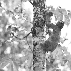 Image showing Three-toed Sloth