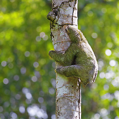 Image showing Three-toed Sloth