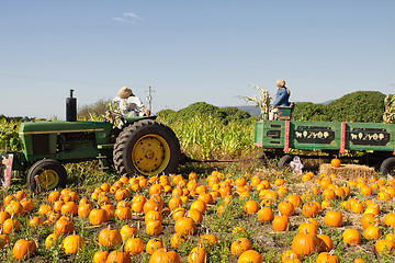 Image showing Pumpkin Patch with Tractor and Trailer