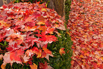 Image showing Fallen Maple Tree Leaves on Garden Shrubs