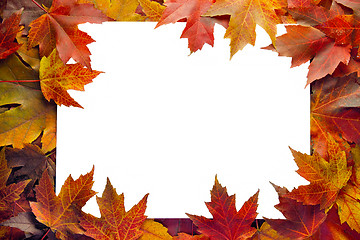 Image showing Fall Maple Leaves Border