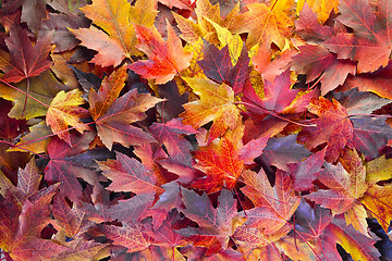 Image showing Fall Maple Leaves Background