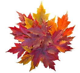 Image showing Fall Maple Leaves Pile Isolated