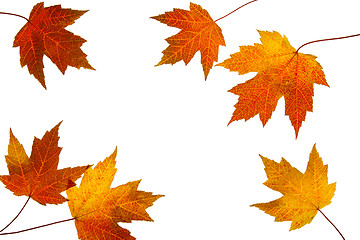 Image showing Scattered Fall Maple Leaves on White Background