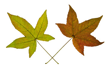 Image showing Pair of Maple Leaves on White Background