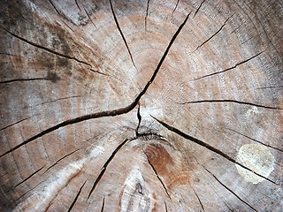 Image showing cross section of a tree trunk