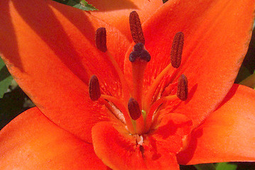 Image showing flame red lily