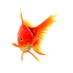 Image showing goldfish