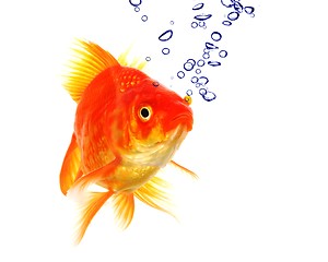 Image showing goldfish