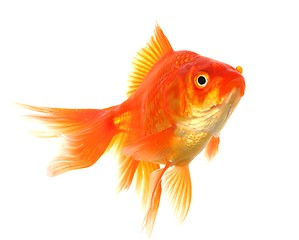 Image showing goldfish