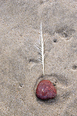 Image showing Raggedy quill and red pebble stone in beach sand.