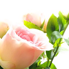 Image showing rose flowers