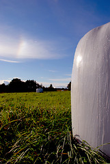 Image showing White roll of hay 