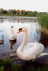 Image showing A pair of swans with broods