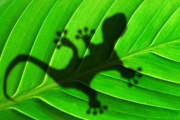 Image showing green jungle leaf and gecko