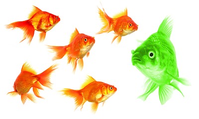 Image showing individual goldfish