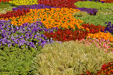 Image showing Nursery Potted Garden Plants Arrangement