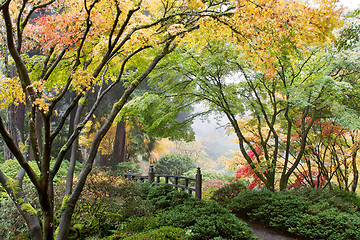 Image showing Japanese Maple Tree Canopy by the Bridge