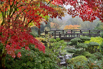Image showing Japanese Maple Trees by the Bridge in Fall