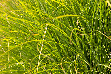 Image showing Prairie Dropseed Ornamental Grass