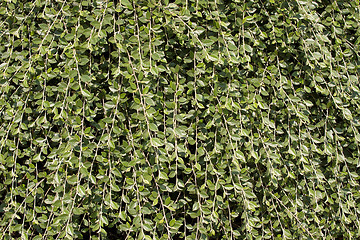 Image showing Climbing Vines Background