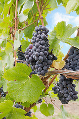 Image showing Red Wine Grapes Growing on Vines Vertical