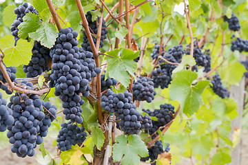 Image showing Red Wine Grapes Growing on Vines