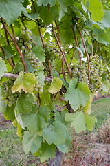 Image showing Vineyard White Wine Grapes