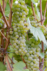 Image showing Bunches of White Wine Grapes