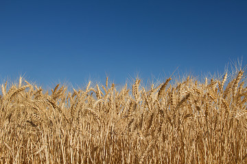 Image showing Wheat Grass Field Against Blue Sky